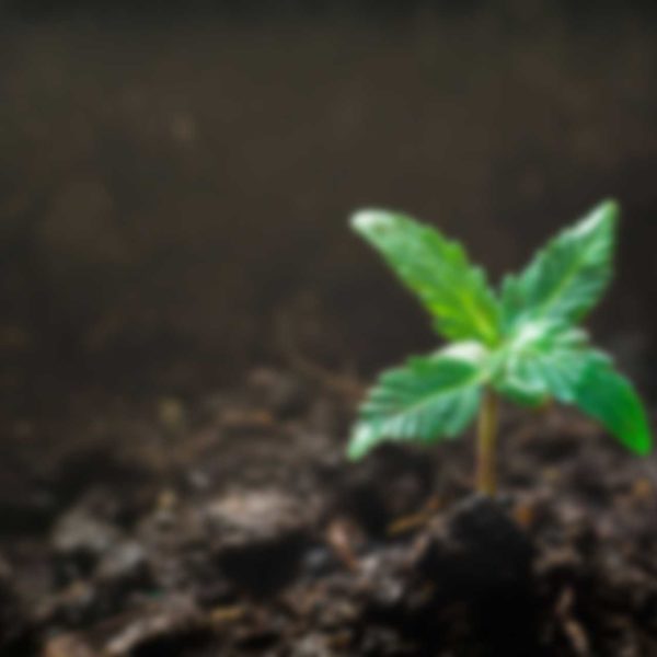 cape cannabis club weed
