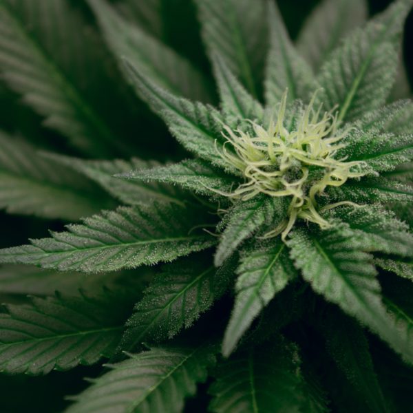 weed south africa