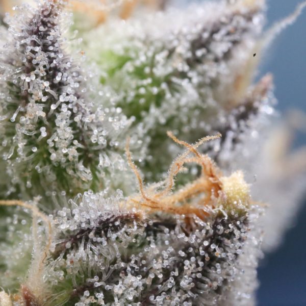 makro thc flower weed south africa
